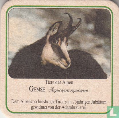 Tiere der Alpen - Gemse - Afbeelding 1