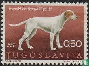 Jugoslawische Hunde
