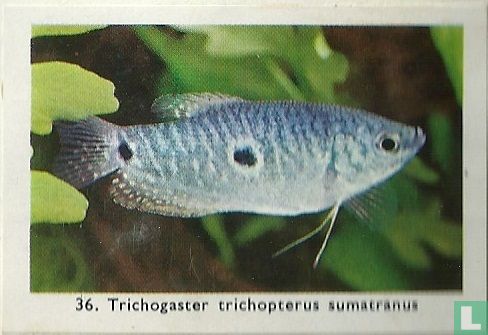 Trichogaster trichopterus sumatranus