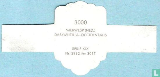 Mierwesp (Ned.) - Dasymutilla-Occidentalis - Image 2