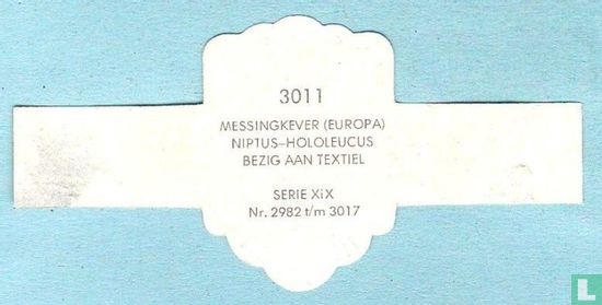 Messingkever (Europa) - Niptus-Hololeucus bezig aan textiel - Image 2