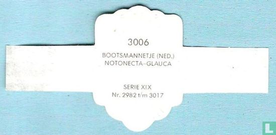 Bootsmannetje (Ned.) - Notonecta-Glauca - Image 2