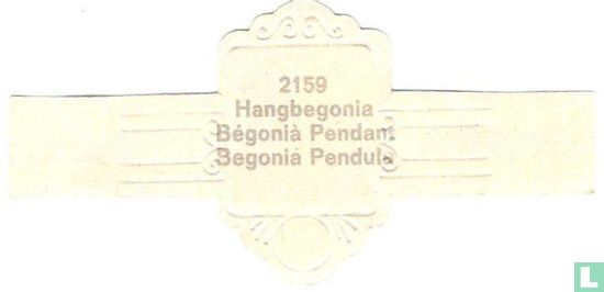 Hangbegonia - Bégonià Pendam - Image 2