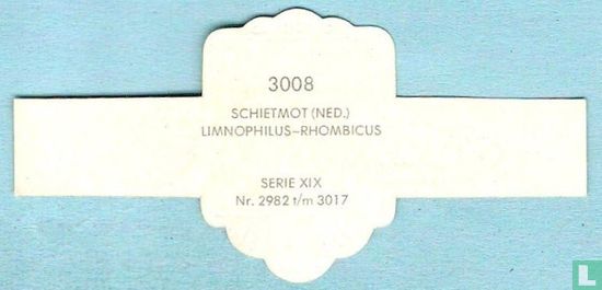 Schietmot (Ned.) - Limnophilus-Rhombicus - Image 2