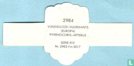 Vleugelloze-vuurwants (Europa) - Pyrrhocoris-Apterus - Image 2