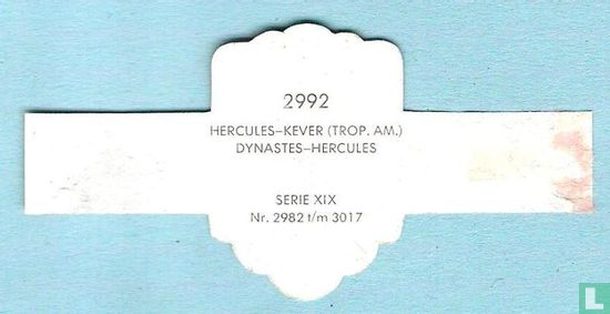 Hercules-kever (Trop. Am.) - Dynastes-Hercules - Image 2