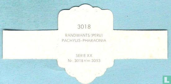 Randwants (Peru) - Pachylis-Pharaonia - Afbeelding 2