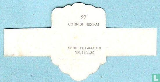 Cornish Rex kat - Image 2
