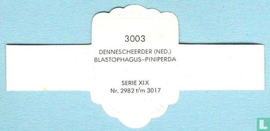 Dennescheerder (Ned.) Blastophagus-Piniperda - Image 2