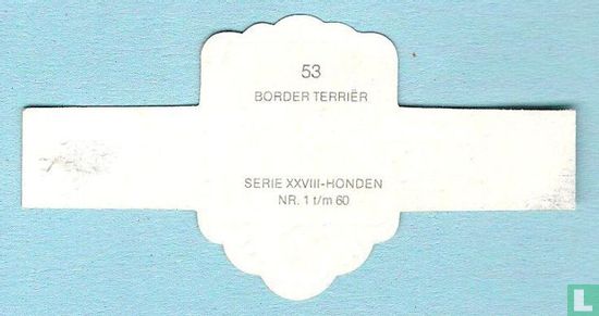 Border Terriër - Bild 2