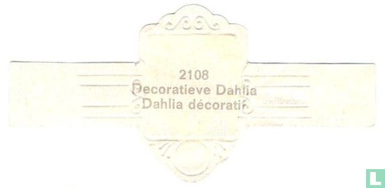 Decoratieve Dahlia - Dahlia décoratif - Afbeelding 2