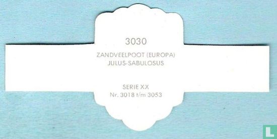 Zandveelpoot (Europa) - Julus-Sabulosus - Image 2