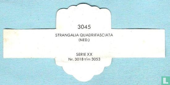 Strangalia Quadrifasciata (Ned.) - Image 2