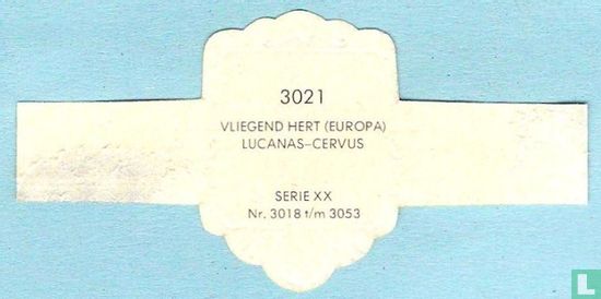 Vliegend hert (Europa) - Lucanas-Cervus - Image 2