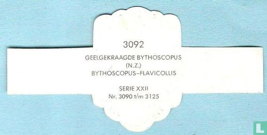 Geelgekraagde Bythoscopus (N.Z.) - Bythoscopus-Flavicollis - Image 2