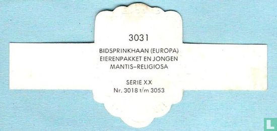 Bidsprinkhaan (Europa) eierenpakket en jongen - Mantis-Religiosa - Image 2