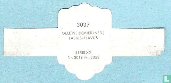 Gele weidemier (Ned.) - Lasius-Flavus - Image 2