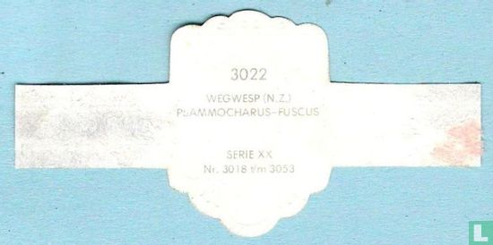 Wegwesp (N. Z.) - Psammocharus-Fuscus - Afbeelding 2