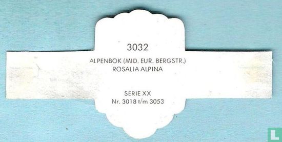 Alpenbok (Mid. Eur. bergstr.) - Rosalia Alpina - Image 2