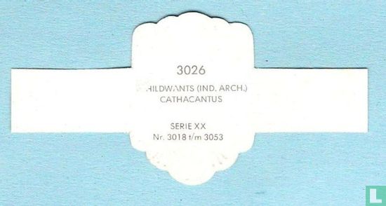 Schildwants (Ind.Arch.) - Cathacantus - Image 2