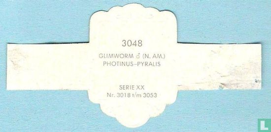 Glimworm (man) ( N.Am.) - Photinus-Pyralis - Image 2