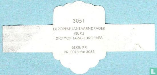 Europese lantaarndrager (Eur.) - Dictyophara-Europaea - Image 2