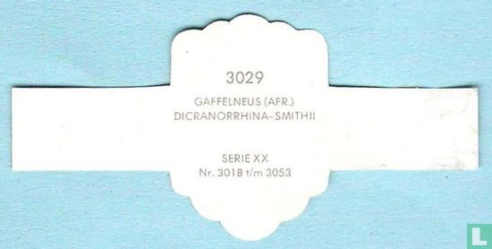 Gaffelneus (Afr.) - Dicranorrhina-Smithii - Afbeelding 2