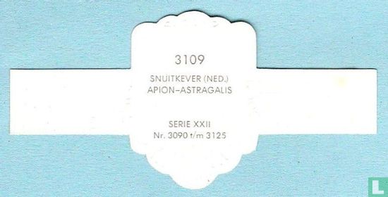 Snuitkever (Ned.) - Apion-Astragalis - Afbeelding 2