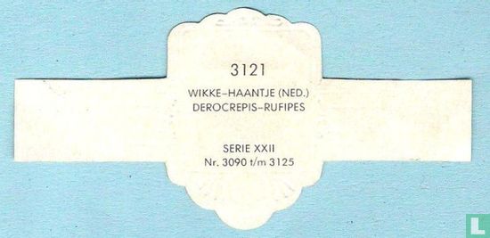 Wikke-haantje (Ned.) - Derocrepis-Rufipes - Afbeelding 2