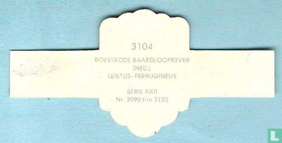 Roestrode baardloopkever (Ned.) - Leistus-Ferrugineus - Afbeelding 2