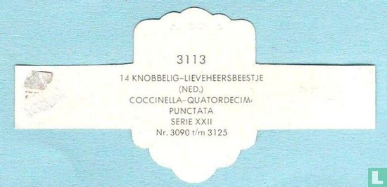 14 knobbelig-lieveheersbeestje (Ned.) - Coccinella-Quatordecim-Punctata - Afbeelding 2