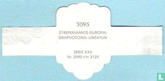 Strepenwants (Europa) - Graphosoma-Lineatum - Afbeelding 2