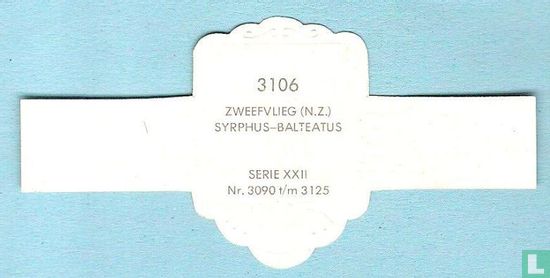 Zweefvlieg (N.Z.) - Syrphus-Balteatus - Afbeelding 2