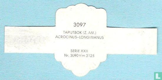 Tapijtbok (Z. Am.) - Acroinus-Longimanus - Afbeelding 2