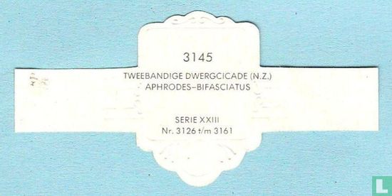 Tweebandige dwergcicade (N.Z.) - Aphrodes-Bifasciatus - Afbeelding 2