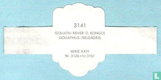 Goliath-kever (Z.Kongo) - Goliathus-Meleagris - Afbeelding 2