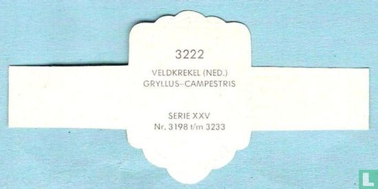 Veldkrekel (Ned.) - Gryllus-Campestris - Afbeelding 2