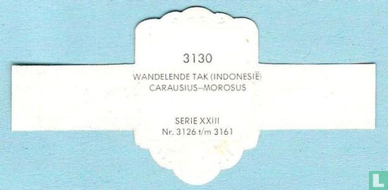Wandelende tak (Indonesië) - Carausius-Morosus - Afbeelding 2