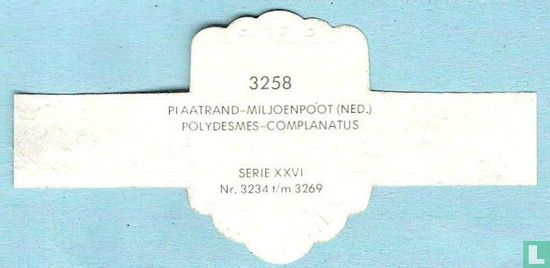 Plaatrand-miljoenpoot (Ned.) - Polydesmes-Complanatus - Afbeelding 2