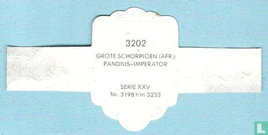 Grote schorpioen (Afr.) - Pandius-Imperator - Afbeelding 2