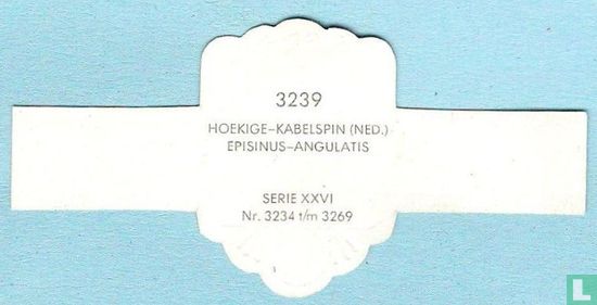 Hoekige-kabelspin (Ned.) - Episinus-Angulatis - Image 2