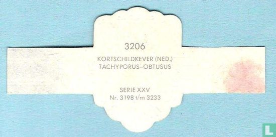 Kortschildkever (Ned.) - Tachyporus-Obtusus - Afbeelding 2