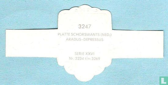 Platte schorswants (Ned.) - Aradus-Depressus - Image 2