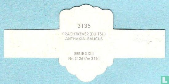 Prachtkever (Duitsl.) - Anthaxia-Salicus - Afbeelding 2