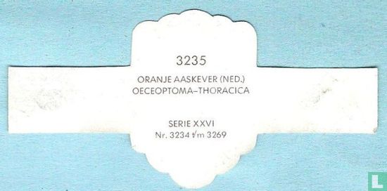Oranje aaskever (Ned.) - Oeceoptoma-Thoracica - Afbeelding 2