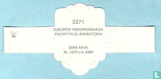 Europese treksprinkhaan - Pachytylus-Migratoria - Afbeelding 2