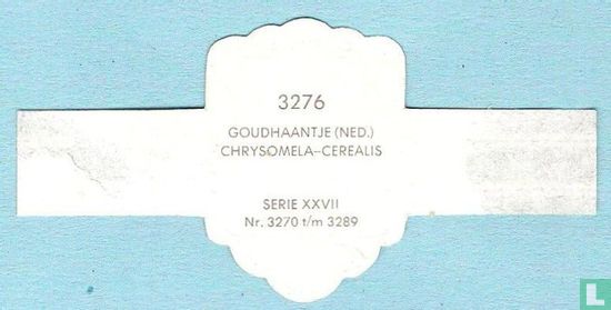 Goudhaantje (Ned.) - Chrysomela-Cerealis - Image 2