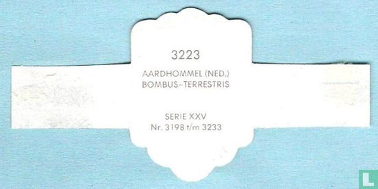 Aardhommel (Ned.) - Bombus-Terrestris - Afbeelding 2