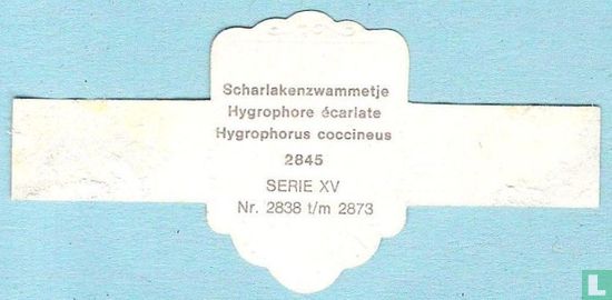 Scharlakenzwammetje (Hygrophorus coccineus) - Image 2