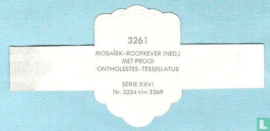 Mosaïek-roofkever (Ned.) met prooi - Ontolestes-Tessellatus - Image 2